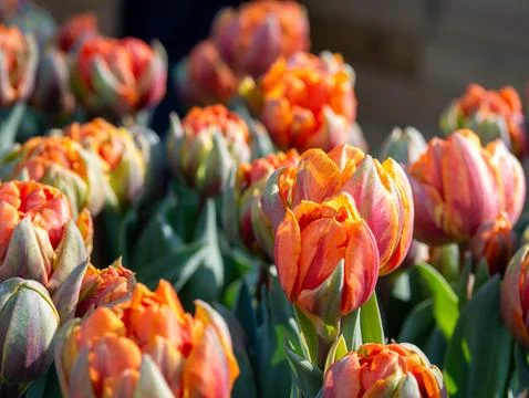 Orange tulip close-up Stock Photos