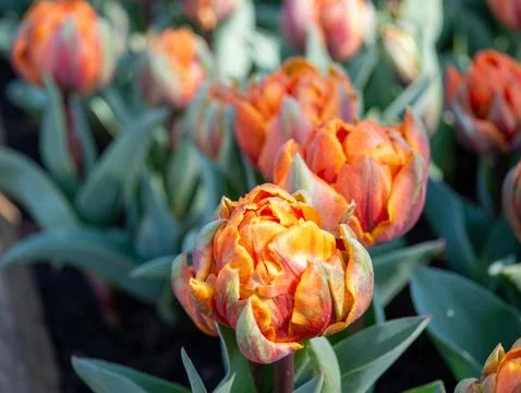 Orange tulip close-up Stock Photos