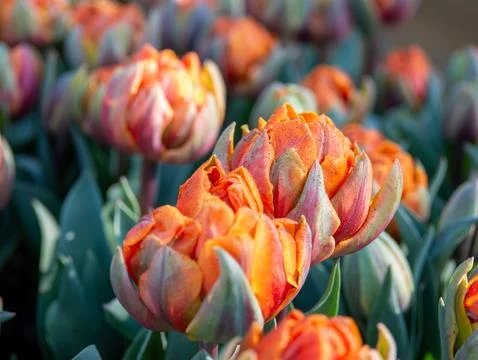 Orange tulip close-up Stock Photos