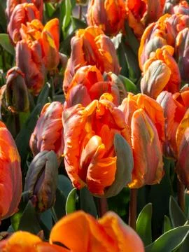 Orange tulip close-up Stock Photos