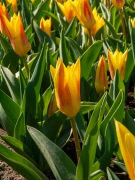 Orange tulip close-up Stock Photos