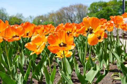 Orange tulip field at springtime Stock Photos