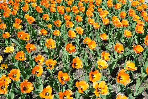 Orange tulip field at springtime Stock Photos