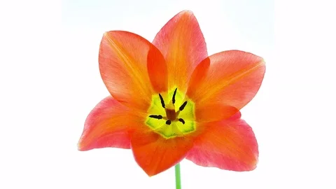 Orange tulip flower blooming timelapse top view Stock Footage