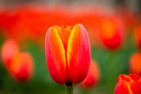 An orange tulip in focus Stock Photos