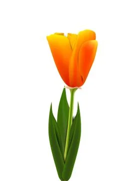 Orange tulip Stock Illustration
