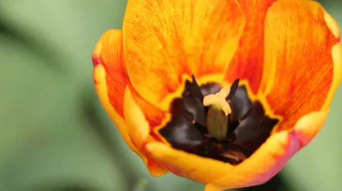 Orange Tulip Macro Stock Footage 37353316