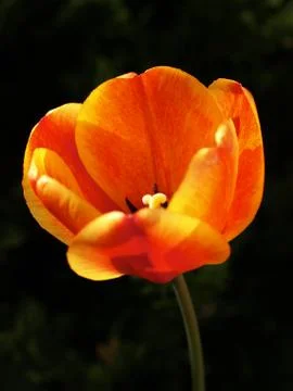 Orange Tulip Stock Photos