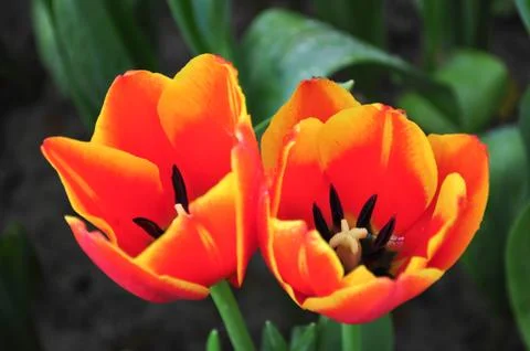 Orange tulip Stock Photos