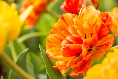 Orange tulip Stock Photos