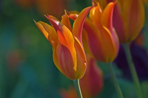 Orange tulip Stock Photos