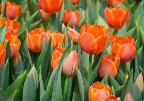 Orange tulip Stock Photos