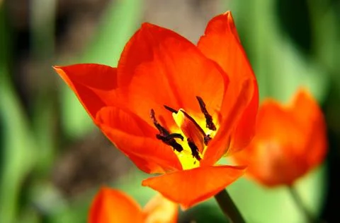 Orange tulip Stock Photos