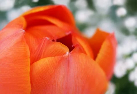 Orange tulip Stock Photos