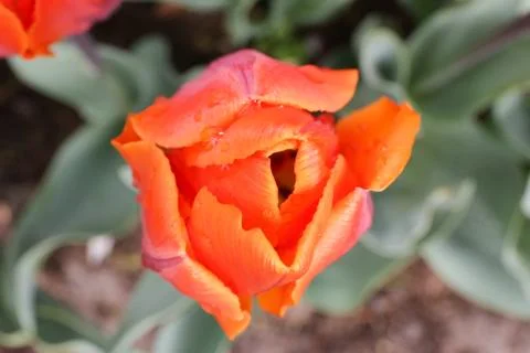 Orange tulip Stock Photos