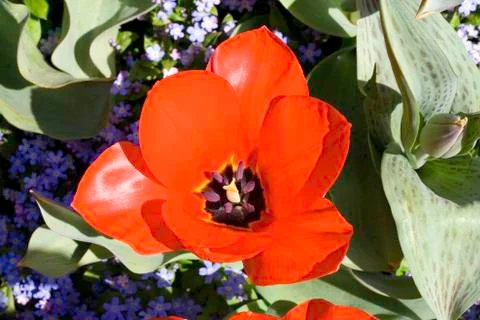 Orange Tulip Stock Photos
