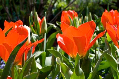 Orange Tulip Stock Photos