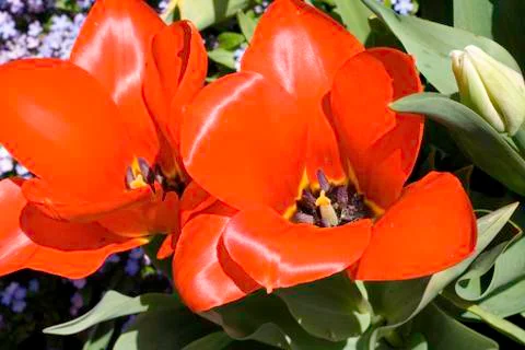 Orange Tulip Stock Photos