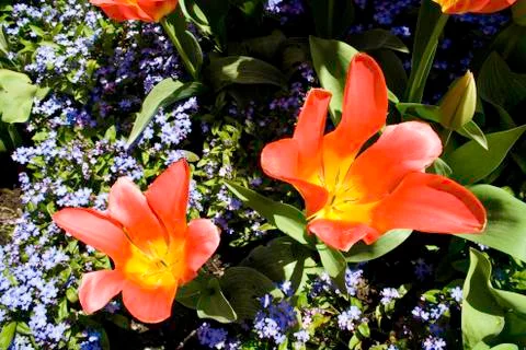 Orange Tulip Stock Photos