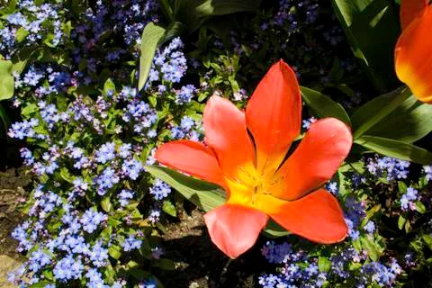 Orange Tulip 写真素材