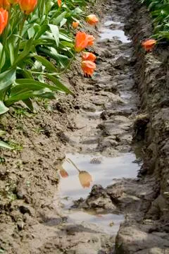 Orange tulip Stock Photos
