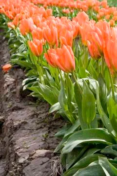 Orange tulip Stock Photos