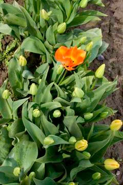 Orange tulip 写真素材