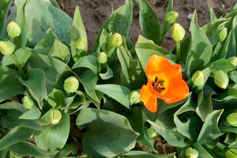 Orange tulip Stock Photos