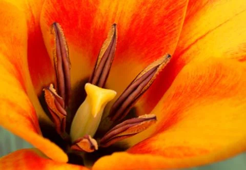 Orange tulip Stock Photos