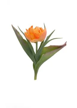 Orange Tulip Stock Photos