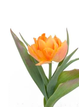 Orange Tulip Stock Photos