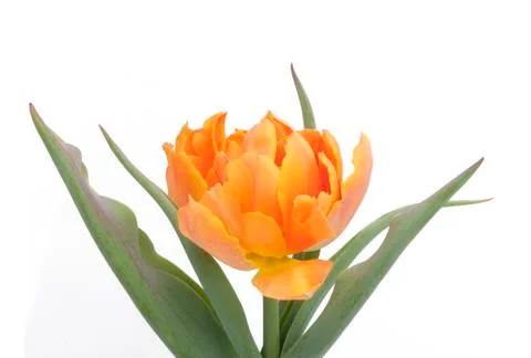 Orange Tulip Stock Photos