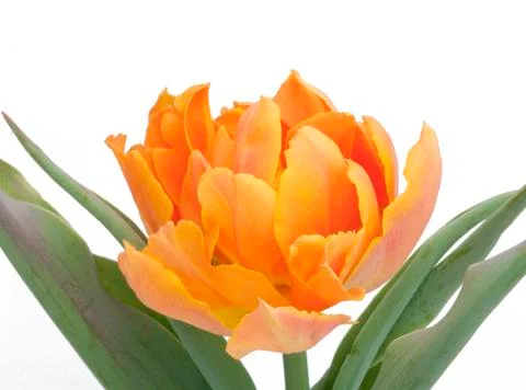 Orange Tulip Фото