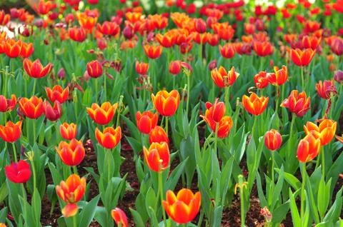 Orange Tulip Stock Photos