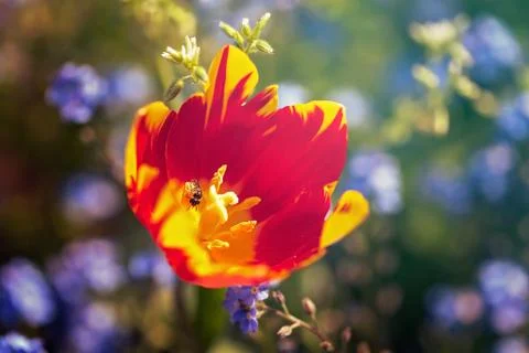 Orange tulip Foto stock gratuite