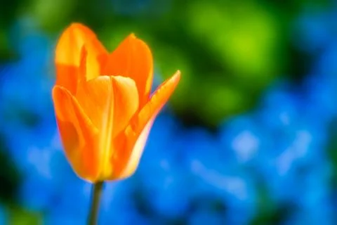 Orange tulip Stock Photos
