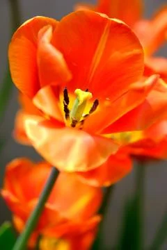 Orange tulip Stock Photos
