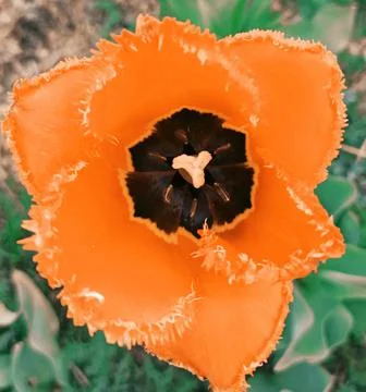 Orange tulip Stock Photos