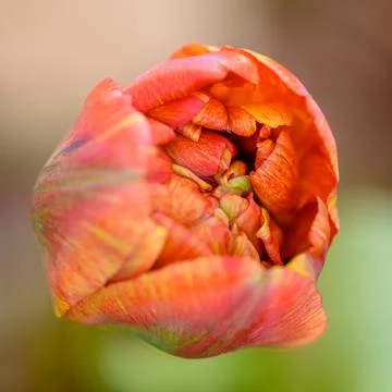 Orange Tulip Stock Photos