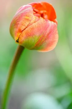 Orange tulip Stock Photos