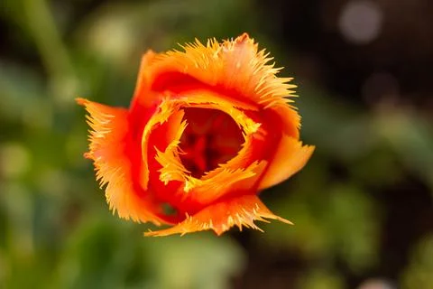 Orange Tulip Stock Photos