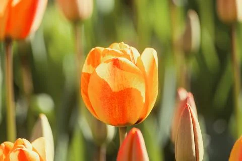 Orange tulip Stock Photos
