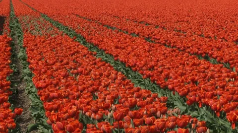 Orange tulip rows in field - full screen, pan Stock Footage 39916398