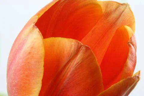 Orange Tulip side Stock Photos
