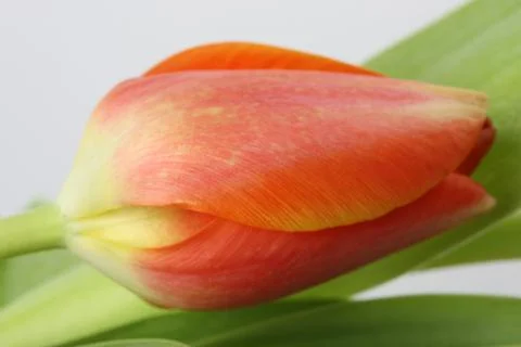 Orange tulip side view Stock Photos
