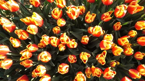 Orange tulips as background top view in 4K Vídeo Stock 127712460