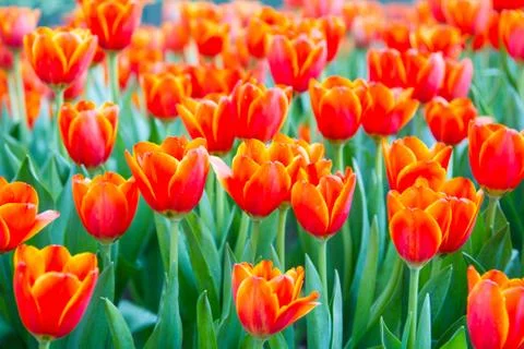 Orange tulips with bokeh Stock Photos