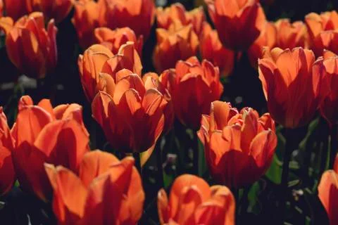 Orange tulips close up Stock Photos