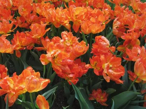Orange tulips with droplets in spring Stock Photos