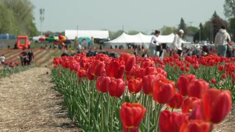 Orange Tulips in Focus at Busy Pick-Your-Own Flower Farm no sounds Stock Footage 335697814